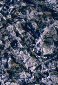 Halos along fractures exposed in Meridiani - cutout A annotated