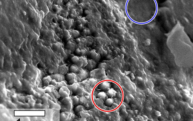 This scanning electron microscope image shows speroidal features embedded in a layer of iddingsite, a mineral formed by action of water, in a meteorite that came from Mars.
