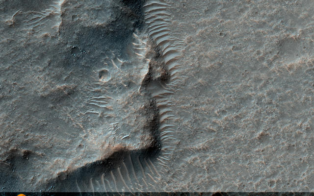 This observation shows a wrinkle ridge in Solis Planum, located in the Thaumasia region of Mars, a high-elevation volcanic plain located south of the Valles Marineris canyon system and east of the Tharsis volcanic complex. Solis Planum contains some of the most distinct and well studied arrays of wrinkle ridges on Mars.

Wrinkle ridges are long, winding topographic highs and are often characterized by a broad arch topped with a crenulated ridge. These features have been identified on many other planetary bodies such as the Moon, Mercury, and Venus. On Mars, they are many tens to hundreds of kilometers long, tens of kilometers wide, and have a relief of a few hundred meters. Wrinkle ridges are most commonly believed to form from horizontal compression or shortening of the crust due to faulting and are often located in volcanic plains. They commonly have asymmetrical cross sectional profiles and an offset in elevation on either side of the ridge. Large dunes are also visible bordering the wrinkle ridge.

The reddish colors seen in this image most likely indicate the presence of dust (or indurated dust) and the darker, bluish colors most likely indicate the presence of larger rocks and boulders on the wrinkle ridge.
