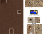 This set of images shows "before" and "after" images of NASA's Phoenix Mars Lander taken by the High Resolution Imaging Science Experiment (HiRISE) camera on NASA's Mars Reconnaissance Orbiter.