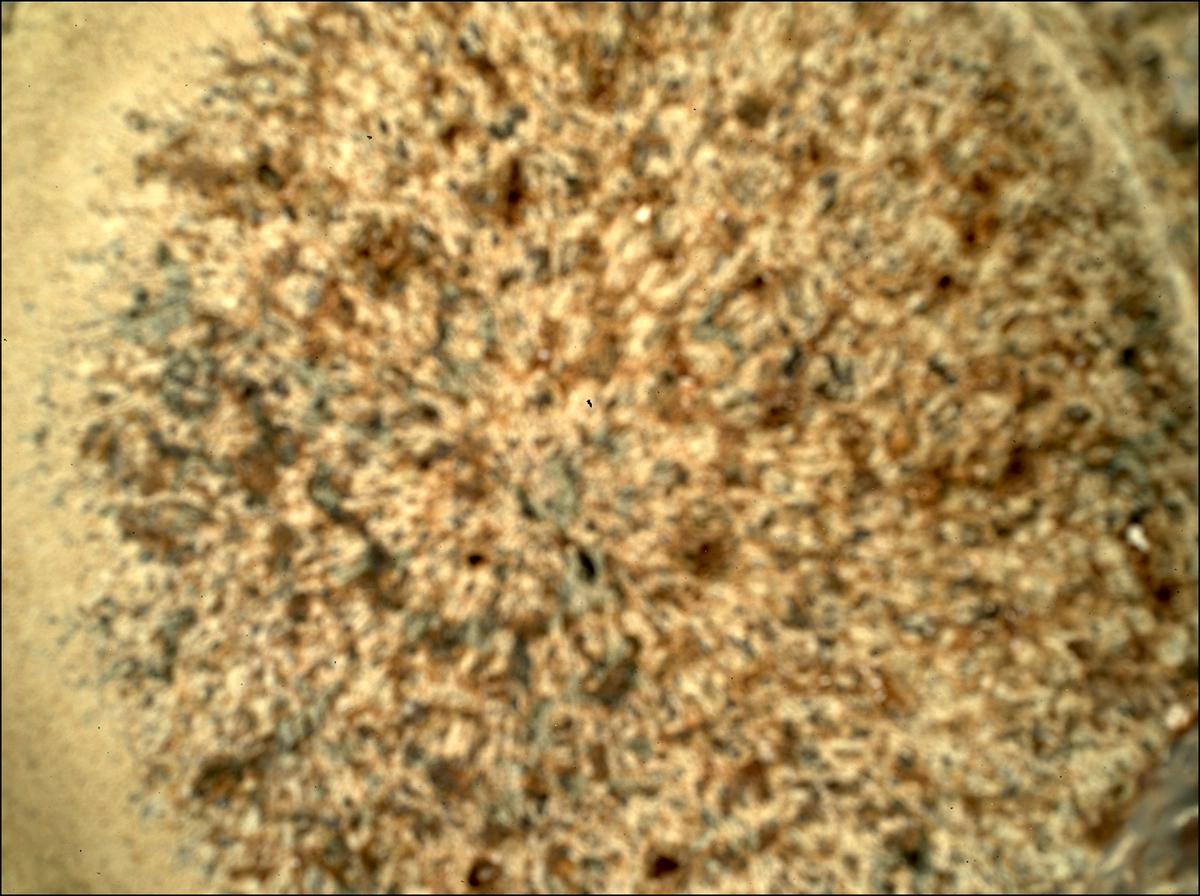 This image was taken by SHERLOC_WATSON onboard NASA's Mars rover Perseverance on Sol 257