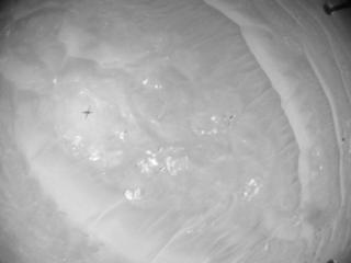 View image taken on Mars, Mars Helicopter Sol 388: Navigation Camera
