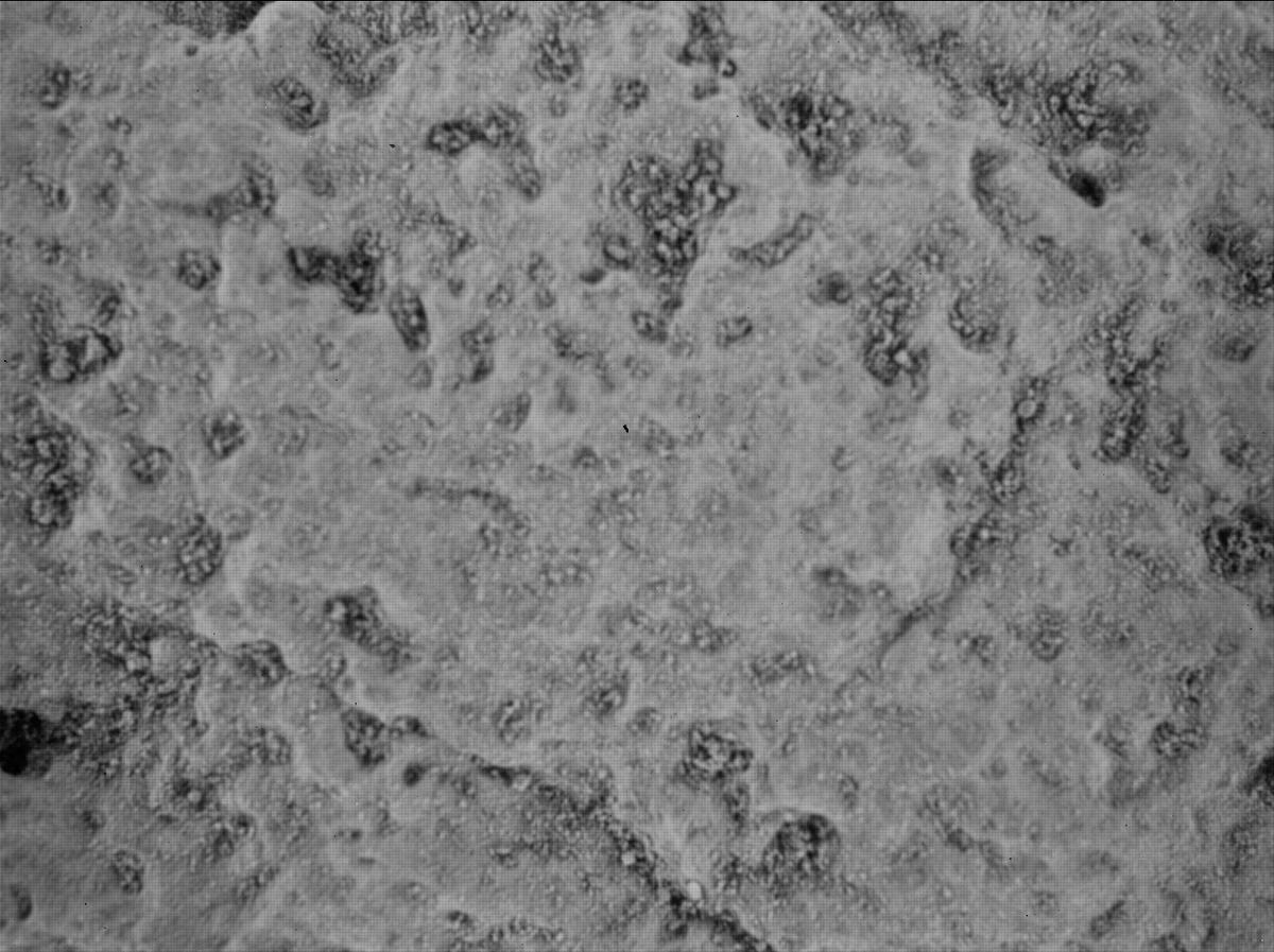 This image was taken by SHERLOC_WATSON onboard NASA's Mars rover Perseverance on Sol 480