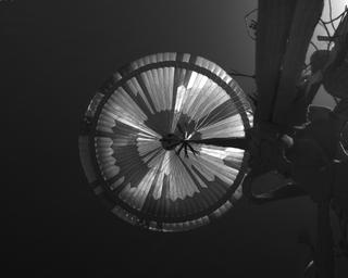 View image taken on Mars, Mars Perseverance Sol 497: Parachute Up-Look Camera A