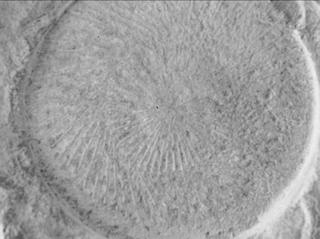 View image taken on Mars, Mars Perseverance Sol 568: WATSON Camera 