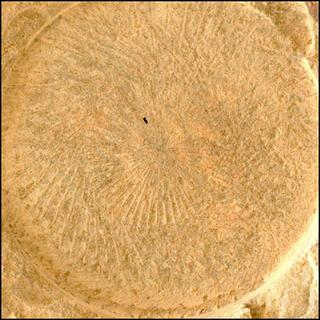 View image taken on Mars, Mars Perseverance Sol 568: WATSON Camera 