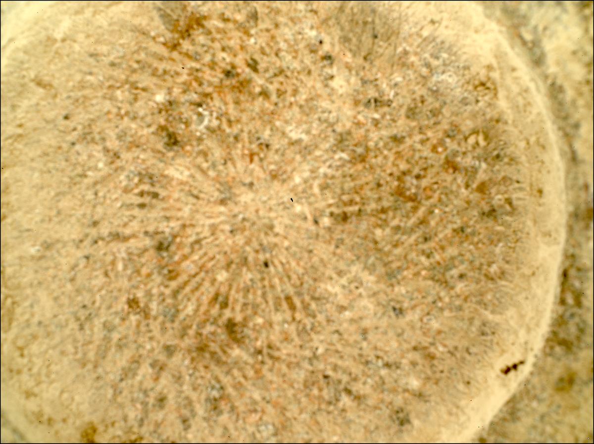 This image was taken by SHERLOC_WATSON onboard NASA's Mars rover Perseverance on Sol 781