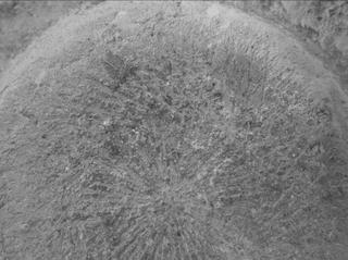 View image taken on Mars, Mars Perseverance Sol 782: WATSON Camera 