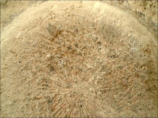View image taken on Mars, Mars Perseverance Sol 782: WATSON Camera 