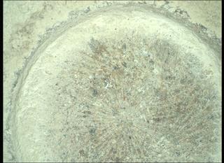 View image taken on Mars, Mars Perseverance Sol 782: WATSON Camera 