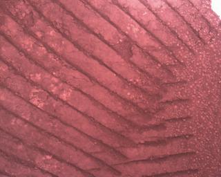 View image taken on Mars, Mars Perseverance Sol 813: Rover Down-Look Camera