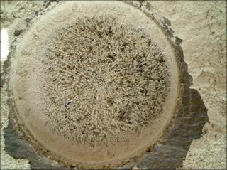 View image taken on Mars, Mars Perseverance Sol 850: WATSON Camera 