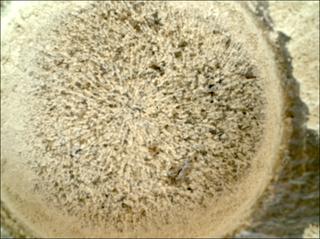 View image taken on Mars, Mars Perseverance Sol 850: WATSON Camera 