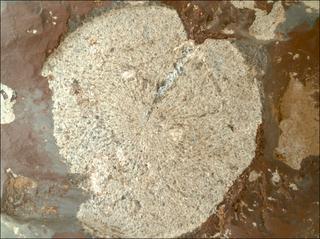 View image taken on Mars, Mars Perseverance Sol 859: WATSON Camera 