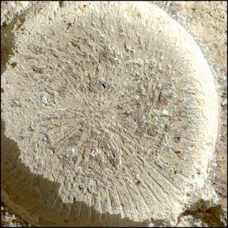 View image taken on Mars, Mars Perseverance Sol 877: WATSON Camera 