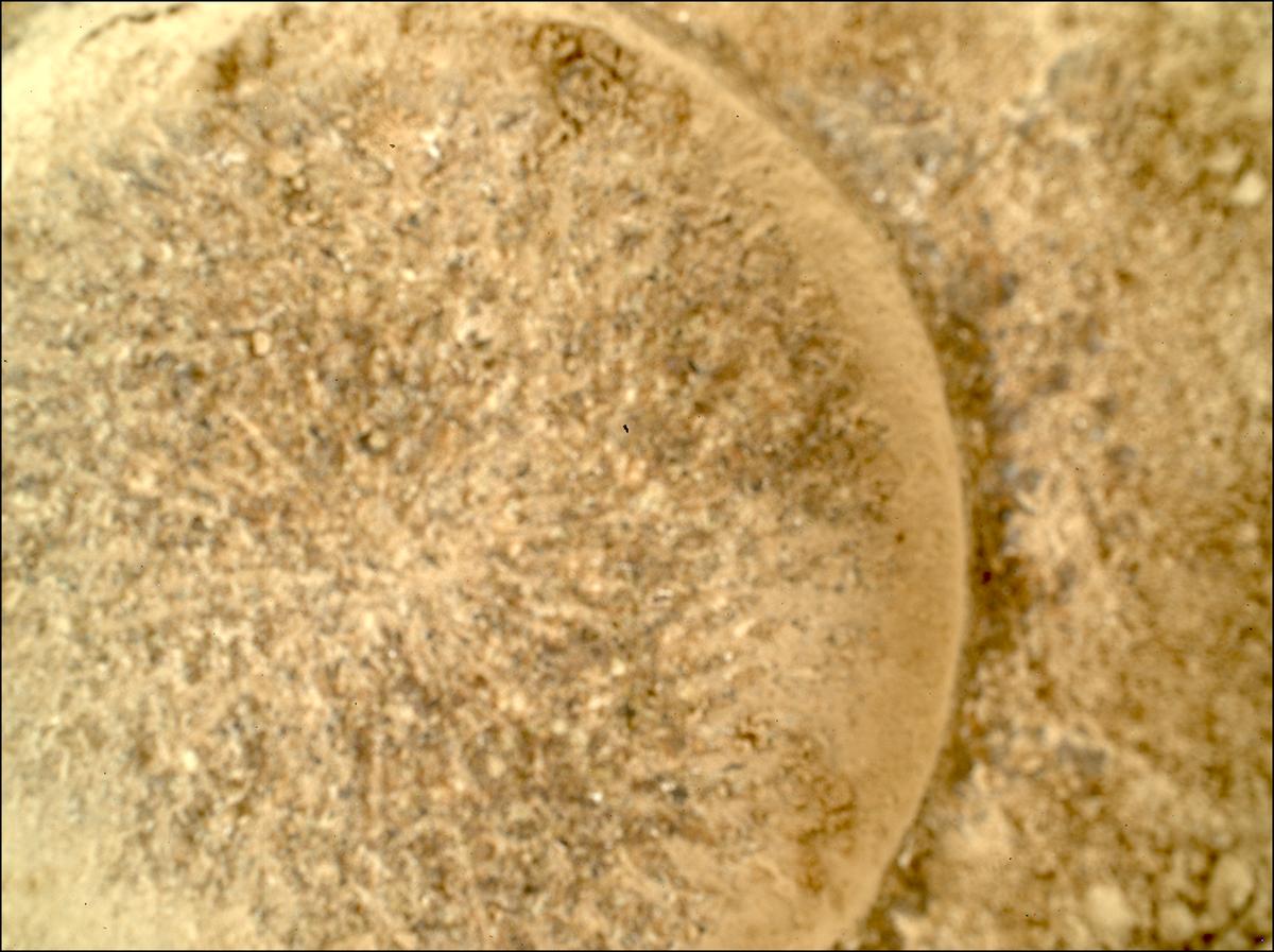 This image was taken by SHERLOC_WATSON onboard NASA's Mars rover Perseverance on Sol 915