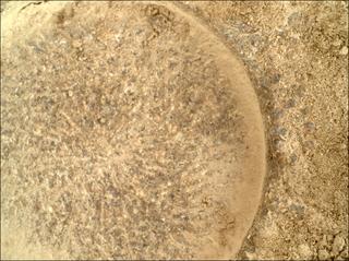 View image taken on Mars, Mars Perseverance Sol 915: WATSON Camera 