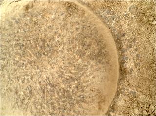 View image taken on Mars, Mars Perseverance Sol 915: WATSON Camera 