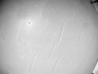 View image taken on Mars, Mars Helicopter Sol 1007: Navigation Camera