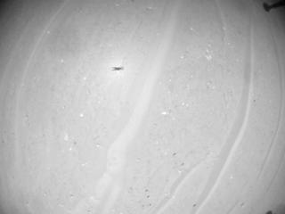 View image taken on Mars, Mars Helicopter Sol 1007: Navigation Camera