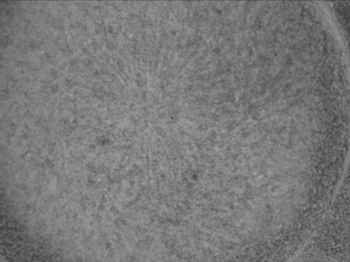 This image was taken by SHERLOC_WATSON onboard NASA's Mars rover Perseverance on Sol 1082