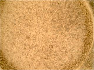 View image taken on Mars, Mars Perseverance Sol 1082: WATSON Camera 