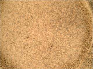View image taken on Mars, Mars Perseverance Sol 1082: WATSON Camera 