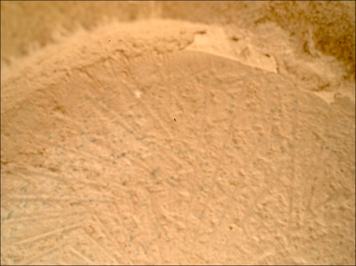 This image was taken by SHERLOC_WATSON onboard NASA's Mars rover Perseverance on Sol 1180