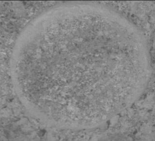 View image taken on Mars, Mars Perseverance Sol 1192: Right Mastcam-Z Camera
