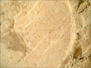 View image taken on Mars, Mars Perseverance Sol 1212: WATSON Camera 