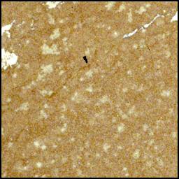 View image taken on Mars, Mars Perseverance Sol 1228: WATSON Camera 