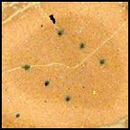 View image taken on Mars, Mars Perseverance Sol 1239: WATSON Camera 