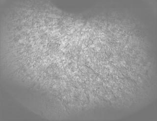 View image taken on Mars, Mars Perseverance Sol 1261: PIXL Camera 