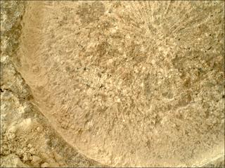 View image taken on Mars, Mars Perseverance Sol 1317: WATSON Camera 