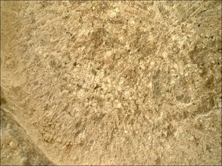 View image taken on Mars, Mars Perseverance Sol 1317: WATSON Camera 