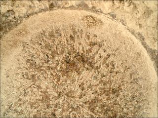 View image taken on Mars, Mars Perseverance Sol 1335: WATSON Camera 