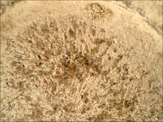 View image taken on Mars, Mars Perseverance Sol 1335: WATSON Camera 