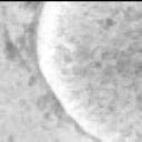 This image was taken by MCZ_LEFT onboard NASA's Mars rover Perseverance on Sol 1335