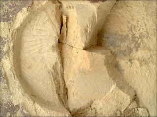 View image taken on Mars, Mars Perseverance Sol 1436: WATSON Camera 