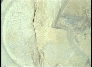 View image taken on Mars, Mars Perseverance Sol 1436: WATSON Camera 