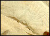 View image taken on Mars, Mars Perseverance Sol 1437: Left Mastcam-Z Camera