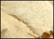 View image taken on Mars, Mars Perseverance Sol 1437: Right Mastcam-Z Camera