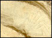 View image taken on Mars, Mars Perseverance Sol 1440: Left Mastcam-Z Camera