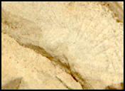 View image taken on Mars, Mars Perseverance Sol 1445: Right Mastcam-Z Camera