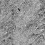 This image was taken by SHERLOC_WATSON onboard NASA's Mars rover Perseverance on Sol 1466