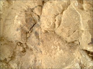 View image taken on Mars, Mars Perseverance Sol 1473: WATSON Camera 