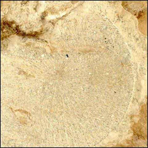 This image was taken by SHERLOC_WATSON onboard NASA's Mars rover Perseverance on Sol 1479