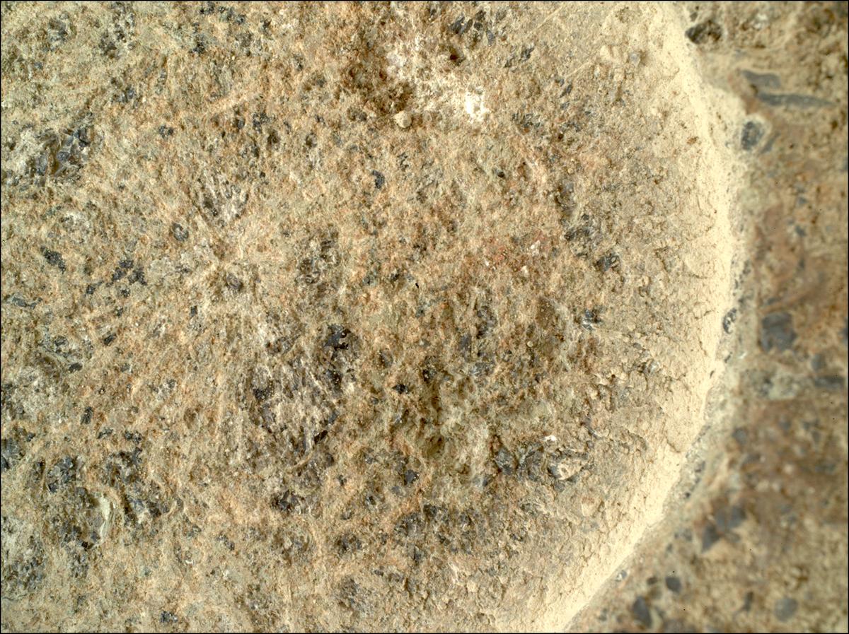This image was taken by SHERLOC_WATSON onboard NASA's Mars rover Perseverance on Sol 1505