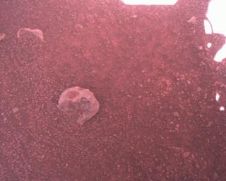 View image taken on Mars, Mars Perseverance Sol 1509: Rover Down-Look Camera