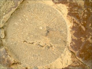 View image taken on Mars, Mars Perseverance Sol 1526: WATSON Camera 